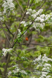 Robin (Erithacus rubecula) sitting on a branch of a common European Bird Cherry (Prunus padus) and