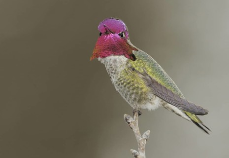 Anna's Hummingbird (Calypte anna), British Columbia, Canada