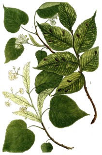 Botany, plants, a. Tilia foemina major, linden, b. Tilia mas, c. Tilia folio minore, small-leaved