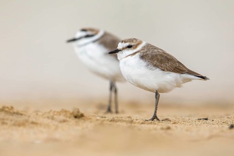 Kentish Plover (Charadrius alexandrinus) on beach, Fuerteventura, Spain