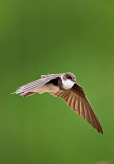 Sand martin (Riparia riparia), in flight, Reussegg nature reserve, Canton Aargau, Switzerland