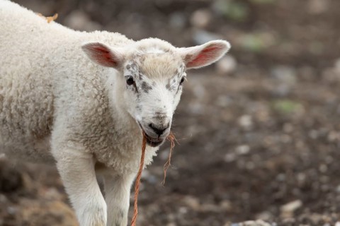 Domestic sheep (Ovis aries) juvenile baby lamb farm animal with a piece of rope in its mouth,