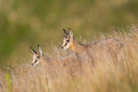 Chamois (Rupicapra rupicapra) youngster on a meadow in the Vosges Mountains, wildlife, France