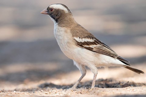 White-browed weaver (Plocepasser mahali), formerly called Mahali weaver, Kgalagadi Transfrontier