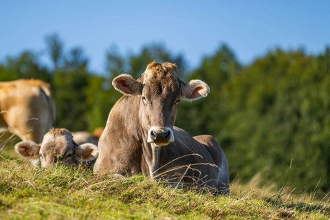 Cattle (Bos taurus) lying on a meadow in the Vosges Mountains, wildlife, France
