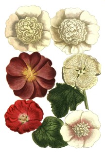 Botany, plants, Malva rosea