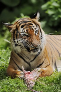 Sumatran tiger (Panthera tigris sumatrae), feeding, captive, occurring on Sumatra, Indonesia