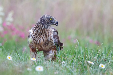 Western Marsh Harrier (Circus aeruginosus) male on grassland, Poland