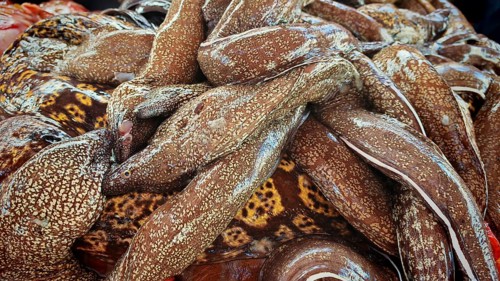 Close-up, pile of moray eels (muraena helena) patterned skin structures in close-up, Mindelo fish