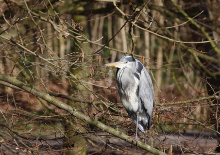 Grey heron (Ardea cinerea) standing on one leg on a branch, North Rhine-Westphalia, Germany