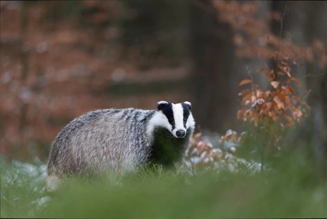 European badger (Meles meles), Bitburg, Rhineland-Palatinate, Germany