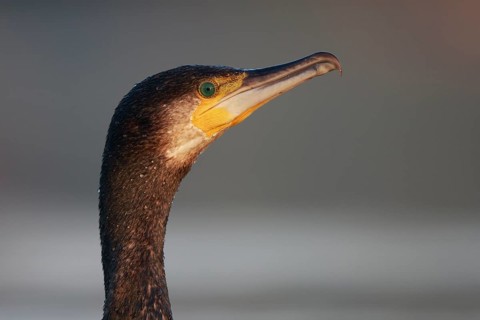 Great Cormorant (Phalacrocorax carbo), North Rhine-Westphalia, Germany