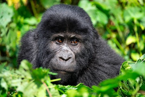 Mountain gorilla (Gorilla berengei berengei), Bwindi Impenetrable National Park, Uganda