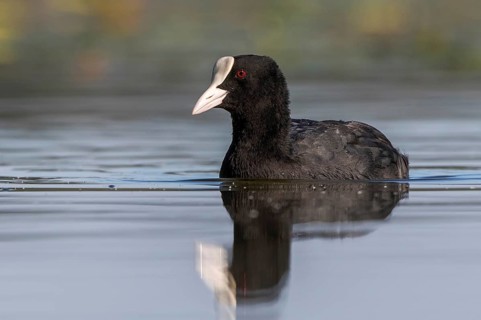 Eurasian Coot (Fulica atra), Mecklenburg-Western Pomerania, Germany