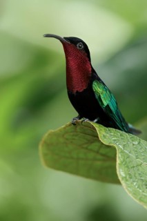 Purple-throated Carib (Eulampis jugularis) perched on a branch on the Caribbean Island of