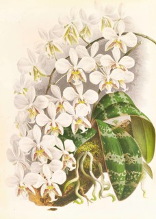 Orchid, Phalaenopsis Stuartiana, authentic reproduction of an illustration by Jean Jules Linden