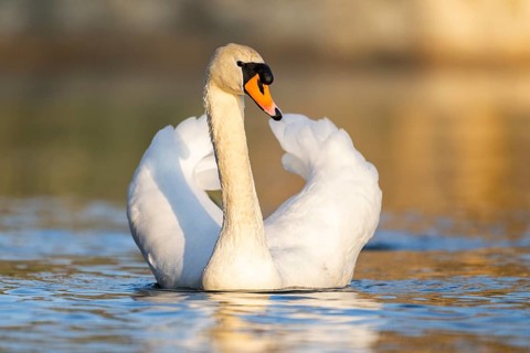 Mute swan (Cygnus olor) swimming on a lake, Bavaria, Germany