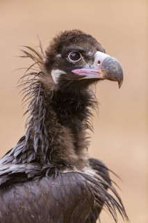 Cinereous Vulture, (Cinereous Vulture, Aegypius monachus), Animals, Birds, Sierra de San Pedro,