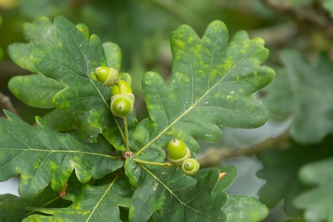 English oak tree (Quercus robur) acorn nuts in summer, Suffolk, England, United Kingdom