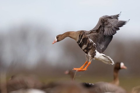 Greater White-fronted Goose (Anser albifrons) landing, North Rhine-Westphalia, Germany