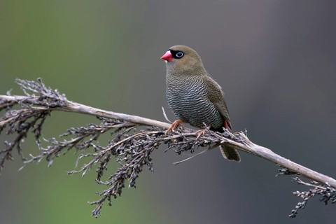 Beautiful Firetail (Stagonopleura bella) perched on a branch, Victoria, Australia