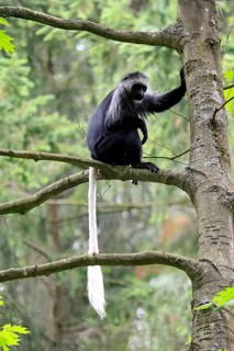 White-bearded snub-nosed monkey (Colobus polykomos), adult, sitting, on tree, foraging, alert
