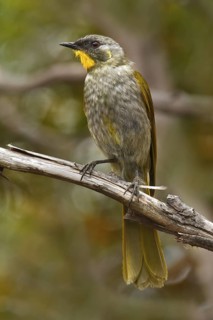 Yellow-throated Honeyeater (Nesoptilotis flavicollis), Tasmania, Australia