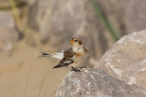 Snow Bunting (Plectrophenax nivalis), Wales, United Kingdom