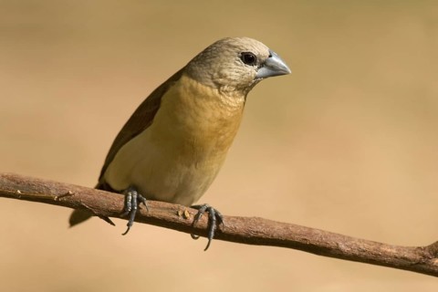 Yellow-rumped Mannikin (Lonchura flaviprymna), Western Australia, Australia