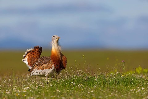 Great bustard (Otis tarda), Outarde barbue, Avutarda Común, Spain, Toledo, Hides De Calera / Great