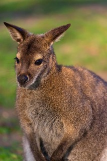 Red-necked wallaby or Bennett's wallaby (Macropus rufogriseus) with cub in her pouch, sits on a
