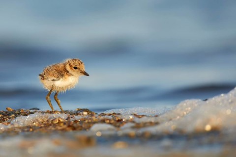 Kentish Plover (Charadrius alexandrinus) chick on beach, Spain