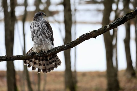 Hawk (Astur gentilis), adult, female, on tree, in winter, alert, Bohemian Forest, Czech Republic,
