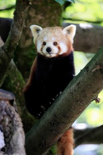 Western Red panda (Ailurus fulgens), adult, on tree, Himalayas, Central Asia