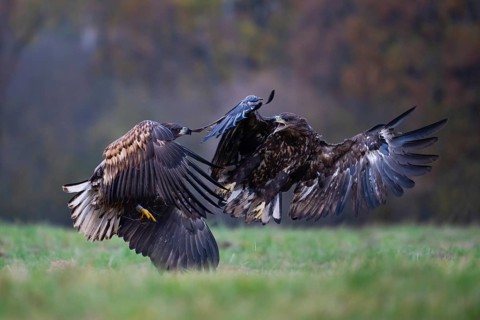 White-tailed eagle (Haliaeetus albicilla), juvenile, young white-tailed eagles fighting in flight,
