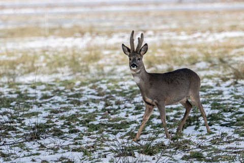 Roe deer (Capreolus capreolus), Lower Saxony, Germany