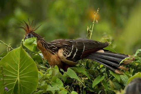 Hoatzin (Opisthocomus hoazin) feeding on leaves in tree, Orinoco Delta, Venezuela