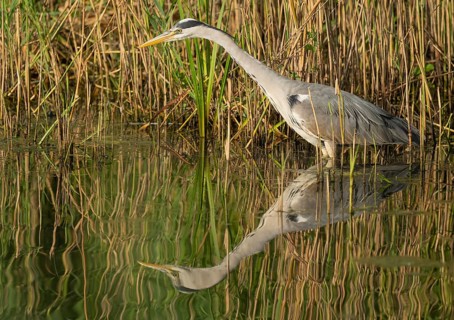 Grey heron (Ardea cinerea) foraging in the shallow water zone of a lake, Lower Saxony, Germany