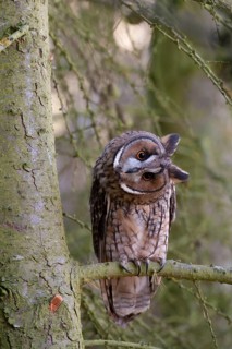 Long eared owl (Asio otus) adult bird on a pine tree branch in a woodland, England, United Kingdom