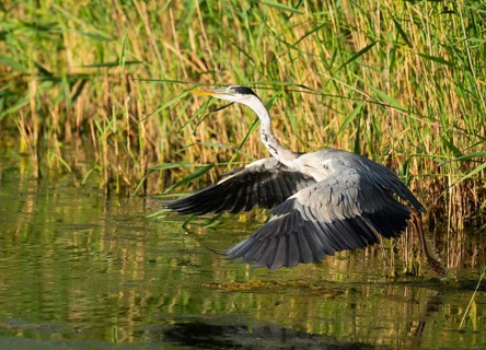 Grey heron (Ardea cinerea) taking off from a lake, Lower Saxony, Germany