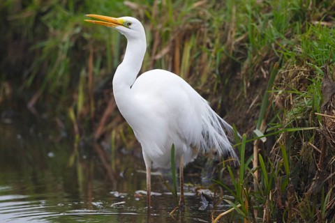 Great Egret (Ardea alba), Netherlands
