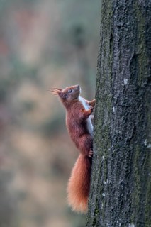 Despite a large handicap, this squirrel (Sciurus vulgaris) is in excellent health, the eye on the