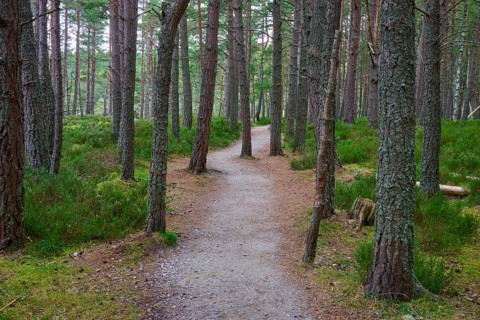 Hiking trail in a quiet forest with tall trees and green soil, Loch Garden, Nethy Bridge, Scotland,