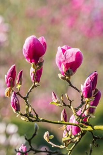 Magnolia blossom in the Moorish Garden at Wilhelma. Magnolias (Magnolia) are in bloom in the