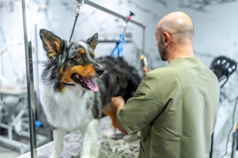 Professional groomer carefully brushing the fur of a border collie dog standing on a grooming