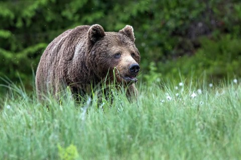 European brown bear (Ursus arctos), Europe, Scandinavia, Finland