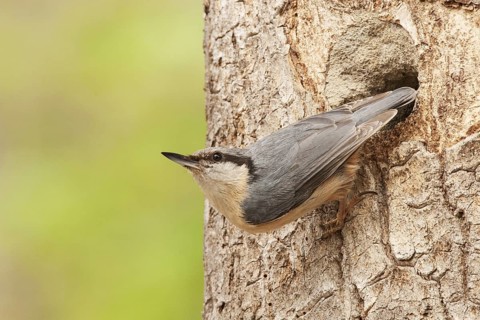 Eurasian Nuthatch (Sitta europaea) at nest, Switzerland