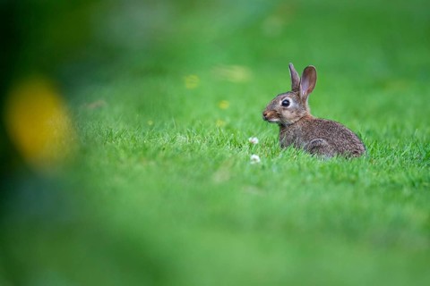 Wild rabbit (Oryctolagus cuniculus), Stapelfeld, Cloppenburg, Lower Saxony, Germany