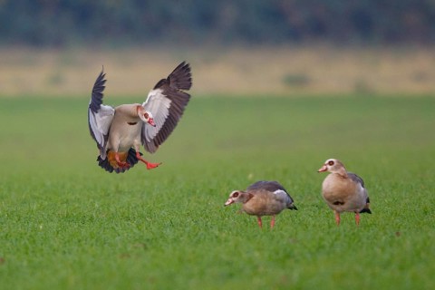 Egyptian Goose (Alopochen aegyptiaca) flying, North Rhine-Westphalia, Germany