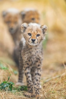 Cheetah (Acinonyx jubatus) youngster standing on a meadow, captive, occurrence Africa